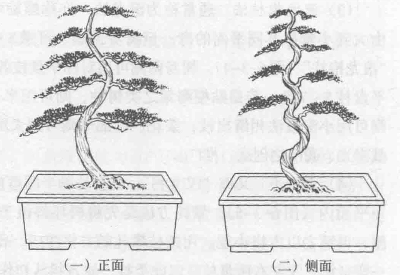 川派树木盆景制作技艺(2)川派盆景九大身法