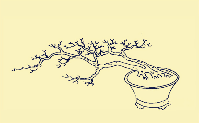 双干式岭南九里香盆景造型【盆景制作图解】