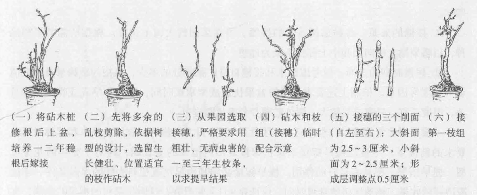 徐州果树盆景制作技艺(3)果树盆景嫁接