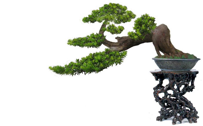 罗汉松增粗方法(长粗必备五点)