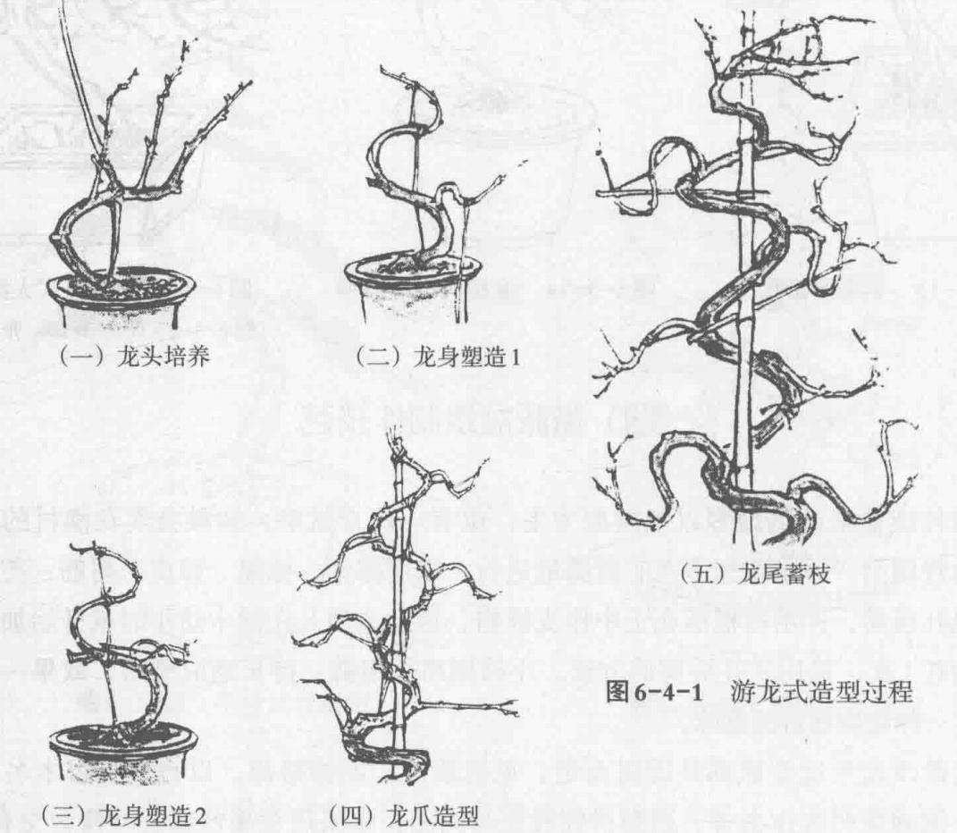 徽派盆景制作技艺(2)徽派盆景游龙式